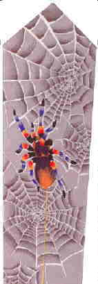 Spinnenkrawatte optimal 1